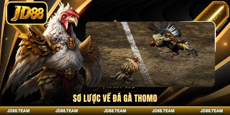 Sơ lược về đá gà Thomo